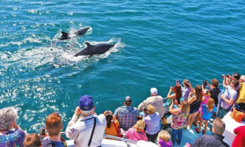 Dolphin Cruise Hilton