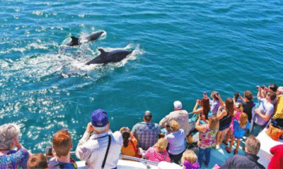 Dolphin Cruise Hilton