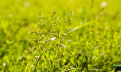 Lyposingrass: The Green Wonder of the Future