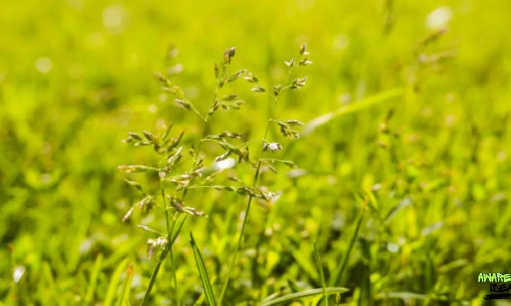 Lyposingrass: The Green Wonder of the Future