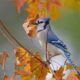 Jays: The Role of These Birds in Folklore and Legends