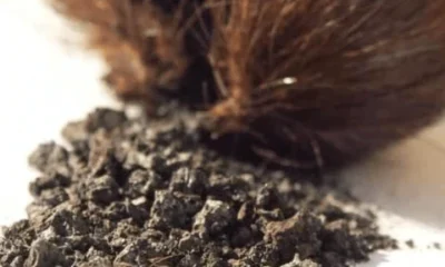 Musk: The Shift from Natural to Synthetic Compounds