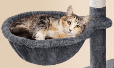 Cat Tree with 2 Perches & Condos