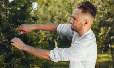 Trim Your Trees