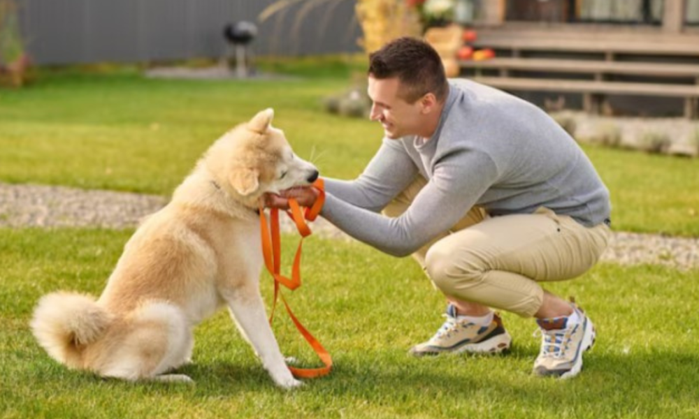 Why Dog Daycare Supports Social Development and Daily Activity for ...