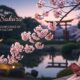 Cherrysakura: The Beauty and Significance of Cherry Blossom Culture