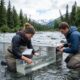 Alaskan Seiti: Conservation Efforts and the Future of This Enigmatic Fish