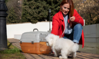 Dog Boarding