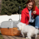 Dog Boarding