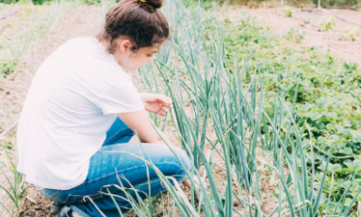 Onion Grass