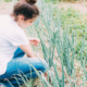Onion Grass