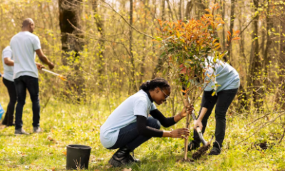 urban tree care
