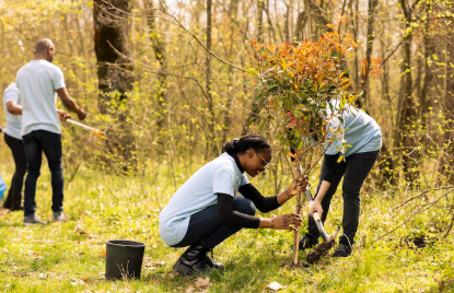 urban tree care
