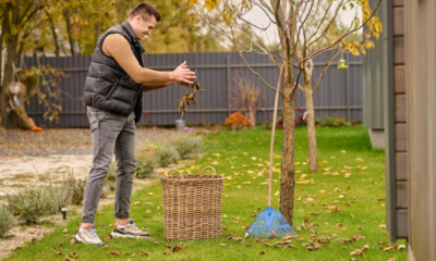Safely Remove a Tree