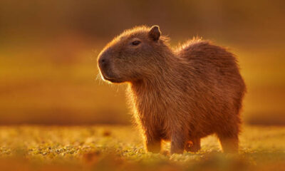 Cadibara: Why This Chill Animal Inspires Global Comfort Trends