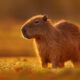 Cadibara: Why This Chill Animal Inspires Global Comfort Trends