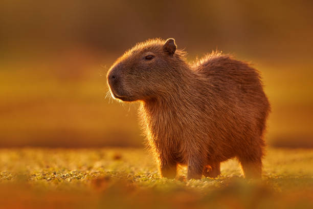 Cadibara: Why This Chill Animal Inspires Global Comfort Trends