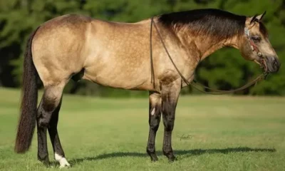 BK Horse: A Complete Guide to Buckskin Characteristics & Traits
