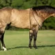 BK Horse: A Complete Guide to Buckskin Characteristics & Traits
