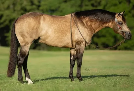 BK Horse: A Complete Guide to Buckskin Characteristics & Traits