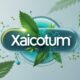 Xaicotum: How Malicious Smart Contracts Drain Wallets